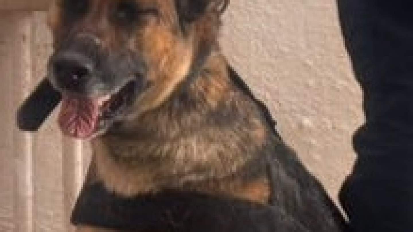 Colabora unidad K-9 en acciones contra el narcomenudeo que realiza el Gobierno de Sonora en Hermosillo
